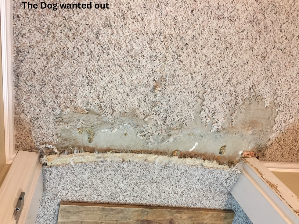 Before Iron Burn Damage on Very Expensive Imported Italian Carpet