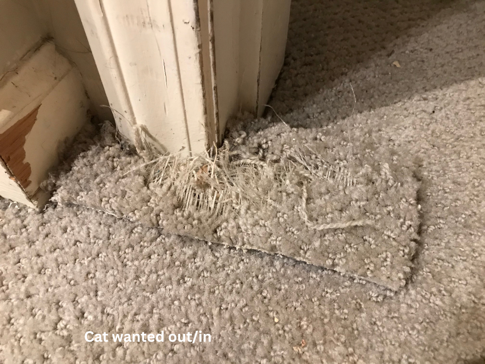 Before Iron Burn Damage on Very Expensive Imported Italian Carpet