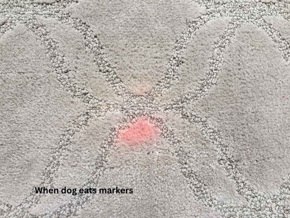 Before Iron Burn Damage on Very Expensive Imported Italian Carpet